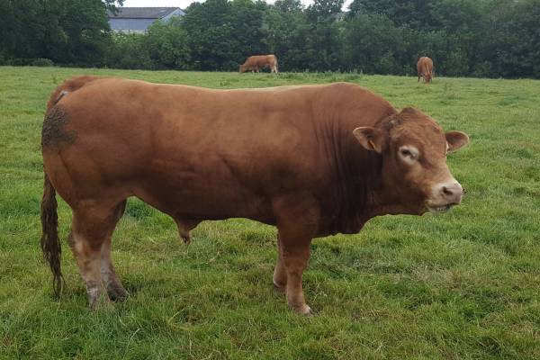Pedigree Polled Limousins | Crabwell Farms